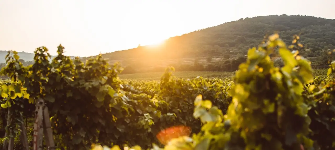 Weinberg im Abendlicht: Intensive Sonneneinstrahlung erhöht das Risiko für Hitzestress und Sonnenbrand – moderner Pflanzenschutz wird immer wichtiger.